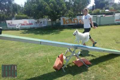 L'agility dog: quando il cane fa sport, tra salti e percorsi ad ostacoli
